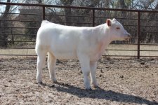 show calves 2 026.JPG
