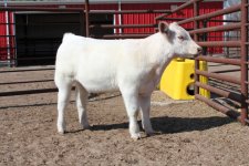 show calves 2 032.JPG