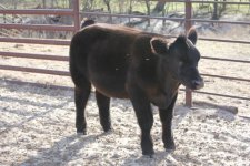 show calves''''' 006-2.JPG