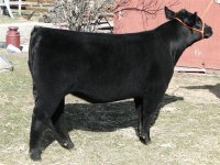 2011 angus sale heifer 033 (Medium).jpg