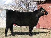 2011 angus sale heifer 019.jpg