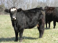 Lucy 2011.jpg