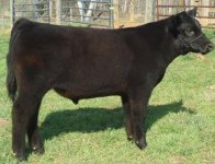 IAL Steer.jpg