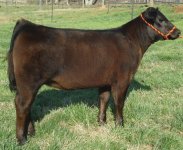 In Your Dreams heifer.jpg