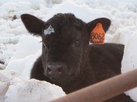 payoff bull calf.jpg