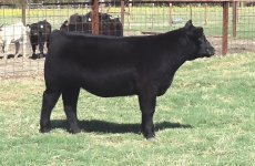 LOT #23JUNE Monoply.JPG