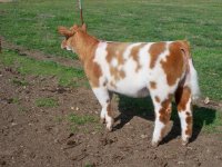 heifer 002.JPG