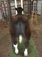 Q dog calf 025.JPG