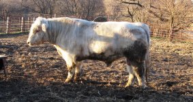 April_2011_White_bull_009[side].jpg