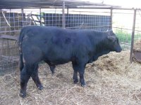calves 020.jpg