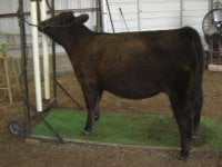 calves 4-7-11 024.JPG