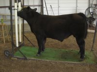 calves 4-7-11 019.JPG