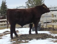Glenford Captain 39X April 9 2011.jpg