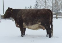 Diamond Neva Baroness 67N.jpg
