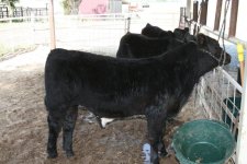 steers 019.jpg