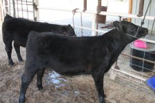 steers 018.jpg