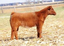 sp-Nov Heifer.jpg