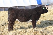 eye candy steer.JPG