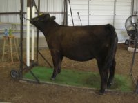 calves 4-7-11 025.JPG