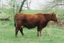Osage Cow.jpg