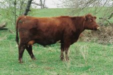 Highland Pat 0701 (Osage) 2.jpg