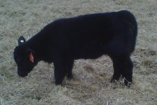 Scaredy Cat Heifer2.jpg