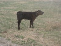 27 calf smaller.jpg