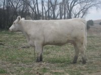 27 shorthorn smaller.jpg