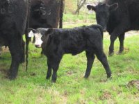 compressedMacho Calves 009.jpg