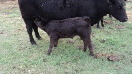 Club Calves 025.jpg