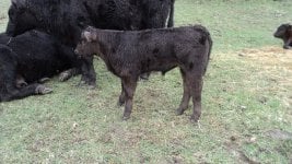 Club Calves 021.jpg