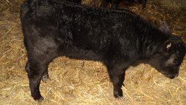 Club Calves 029.jpg