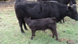 Club Calves 024.jpg
