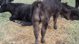Club Calves 019.jpg