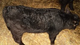 Club Calves 030.jpg