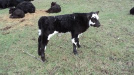 Club Calves 017.jpg