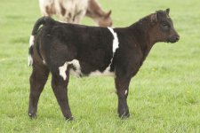 Tag 2 Heifer-Ragin Cajun X Who Made Who .jpg