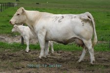 Copy of Copy of Copy of IMG_3738--702- an heifer calf 09-- copy.jpg