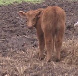 red calf.jpg