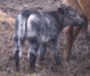 blue roan calf.jpg