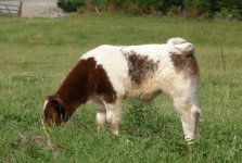 6-8-10 cows 001.JPG