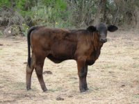 bheifer1.jpg