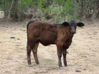 bheifer.jpg