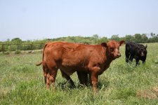 2011 calves 010.jpg