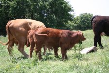 2011 calves 008.jpg