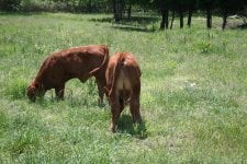 2011 calves 009.jpg