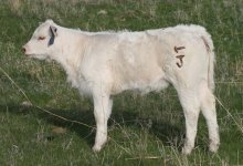 IMG_7565 copy----127-George heifer ----.jpg