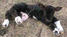 TH  calf.JPG