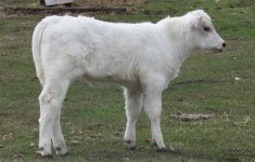 3Y Mandalong Royal Ferrari heifer a.JPG