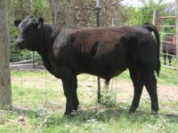 maine x bull calf.JPG